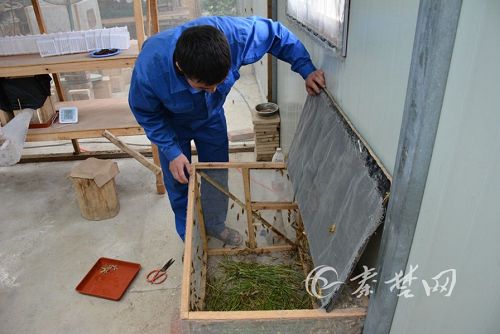 马蜂怎么养殖全过程 马蜂怎么养殖全过程图解