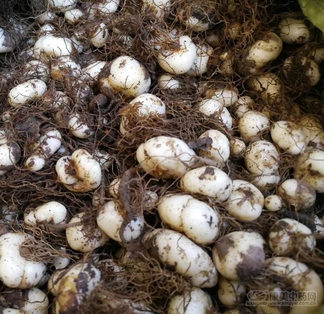 平贝母鲜货价格高多数商家看好后市行情