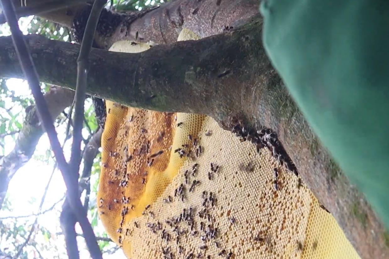 在树上发现一窝蜜蜂爬上树去把蜂蜜取下来好多蜂蜜