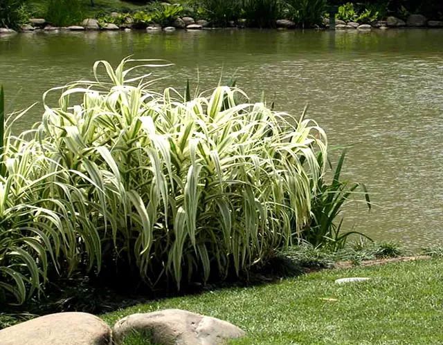 而叶色翠绿,光亮,素雅,在园林水景布置中常与其他水生观赏植物搭配