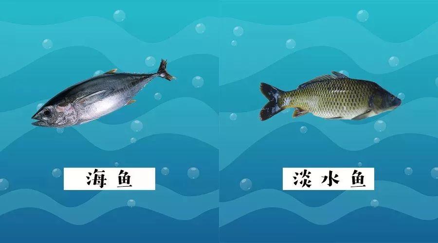 从大类来看,鱼类可以分为淡水鱼和海鱼