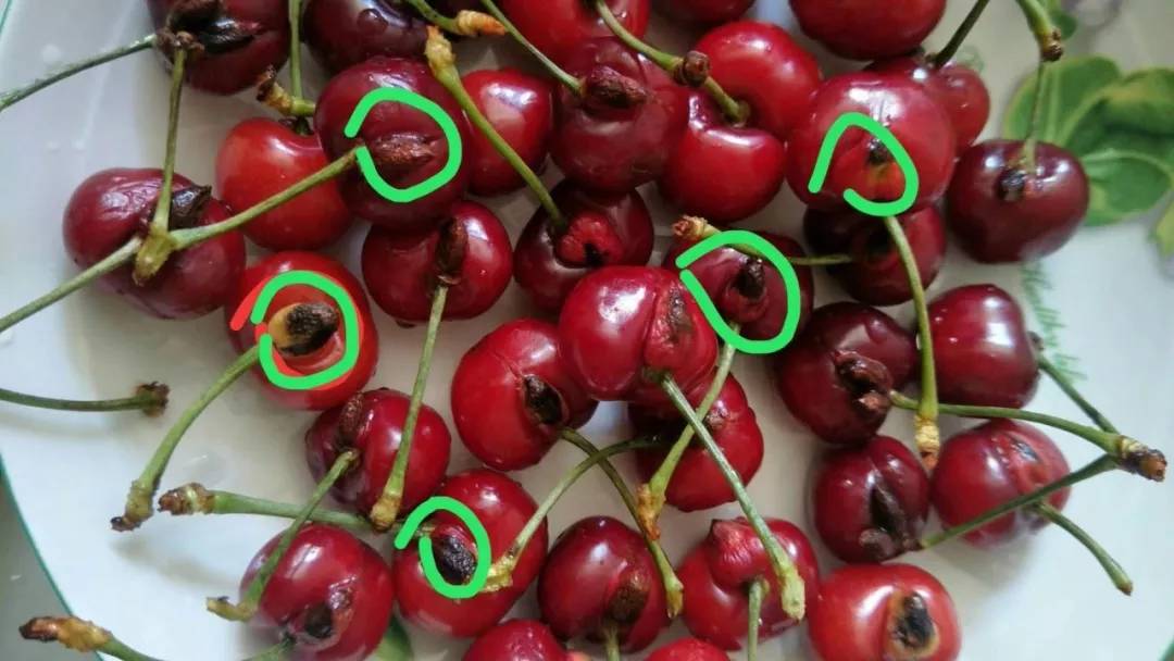 这樱桃能吃吗?