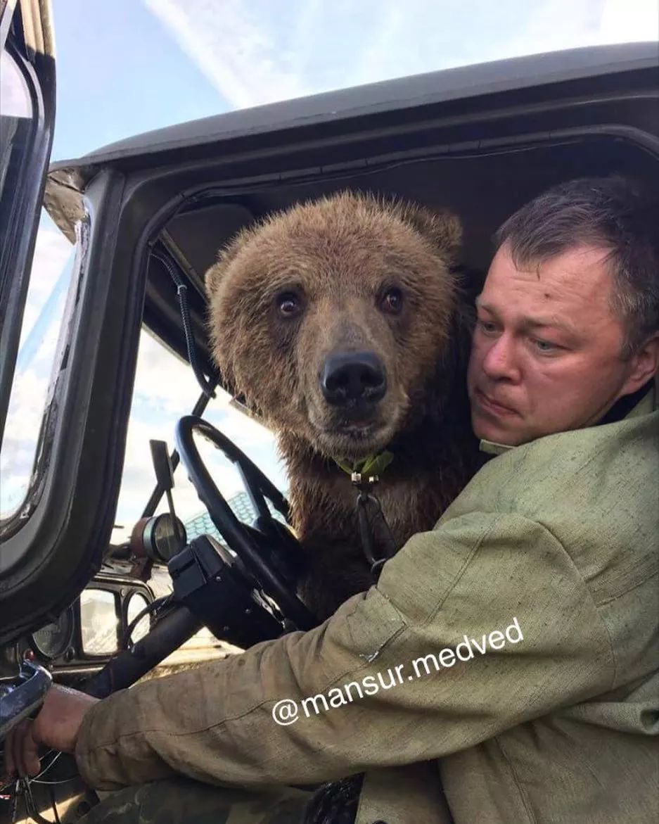 亲手养大的3岁熊宝宝被坏人骗走俄罗斯飞行员气到哭别怕爸爸来了