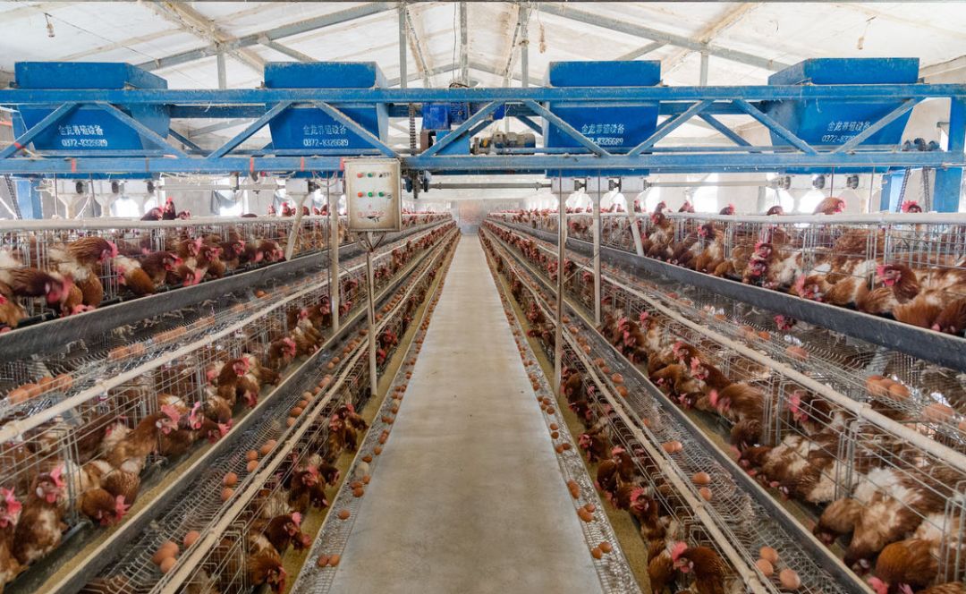 养殖过程中碰到鸡肿头肿脸的情况非常多看看有哪些原因会引起鸡肿头肿