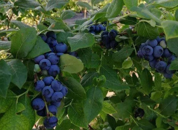 拥有樱桃,苹果,桑椹等四季不断的水果,独特的生态魅力,秀丽的山水风光