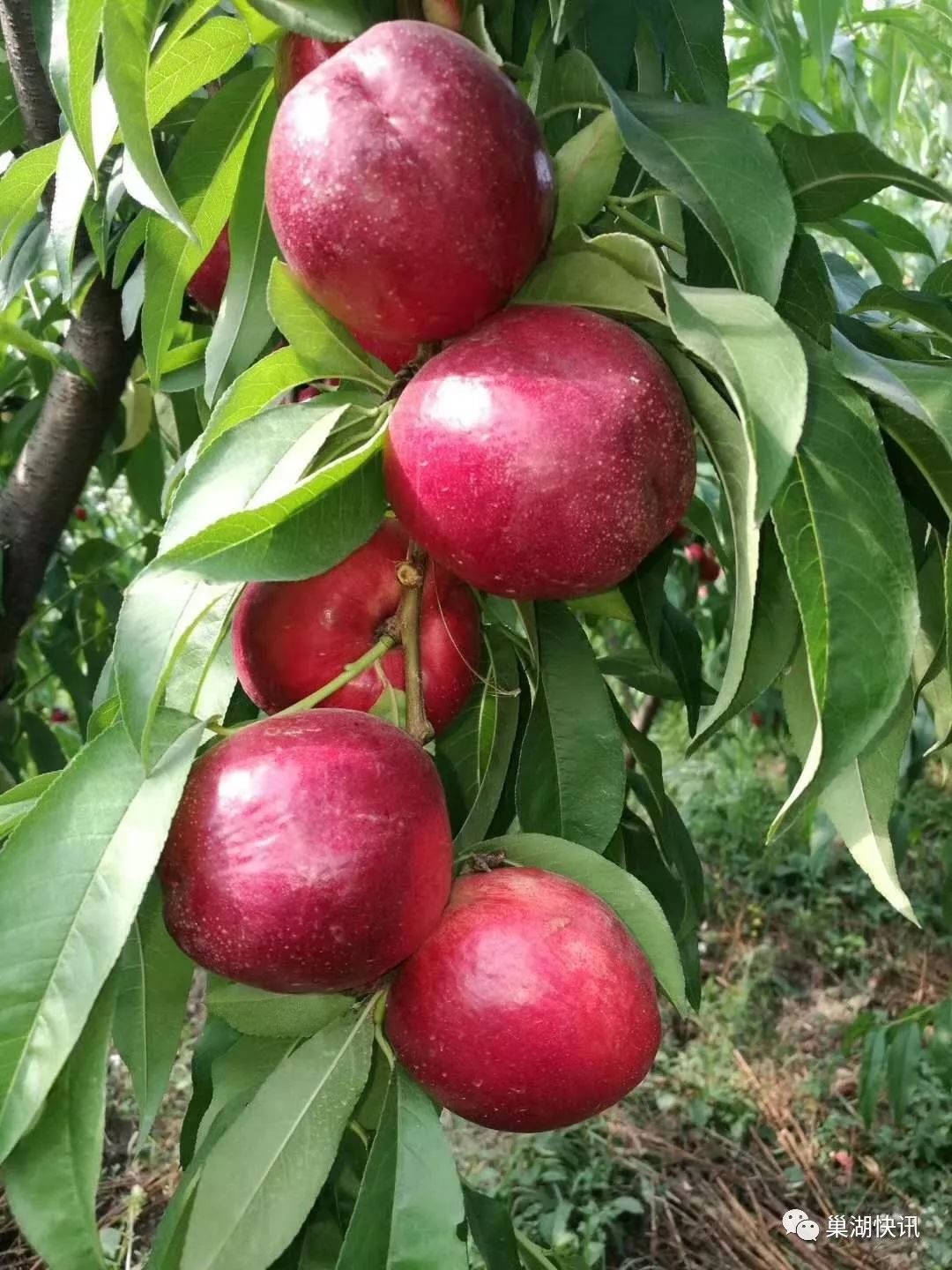 【鲜桃采摘信息】 端午佳节哪里去 楚歌岭下桃香甜