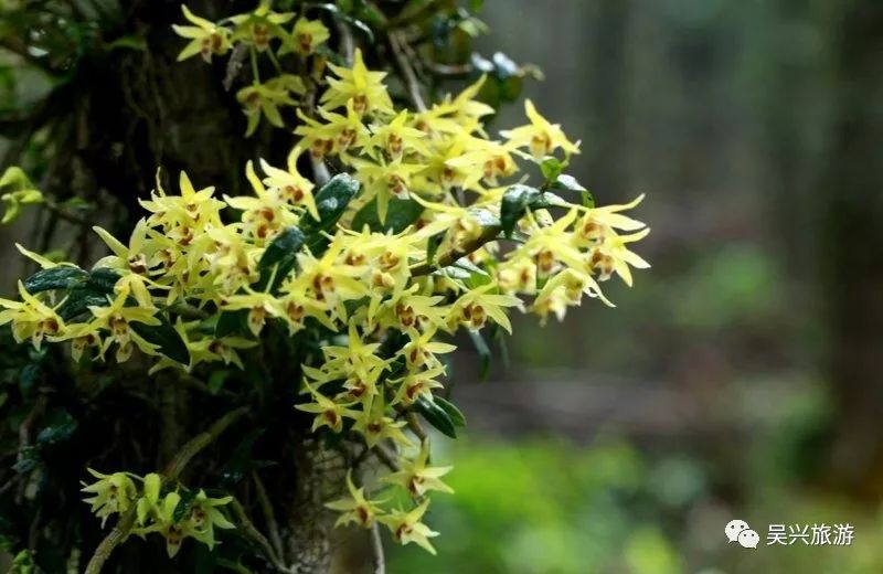 本周六灵兰山谷第四届汉服采花节来啦走进森林做一回采花仙子