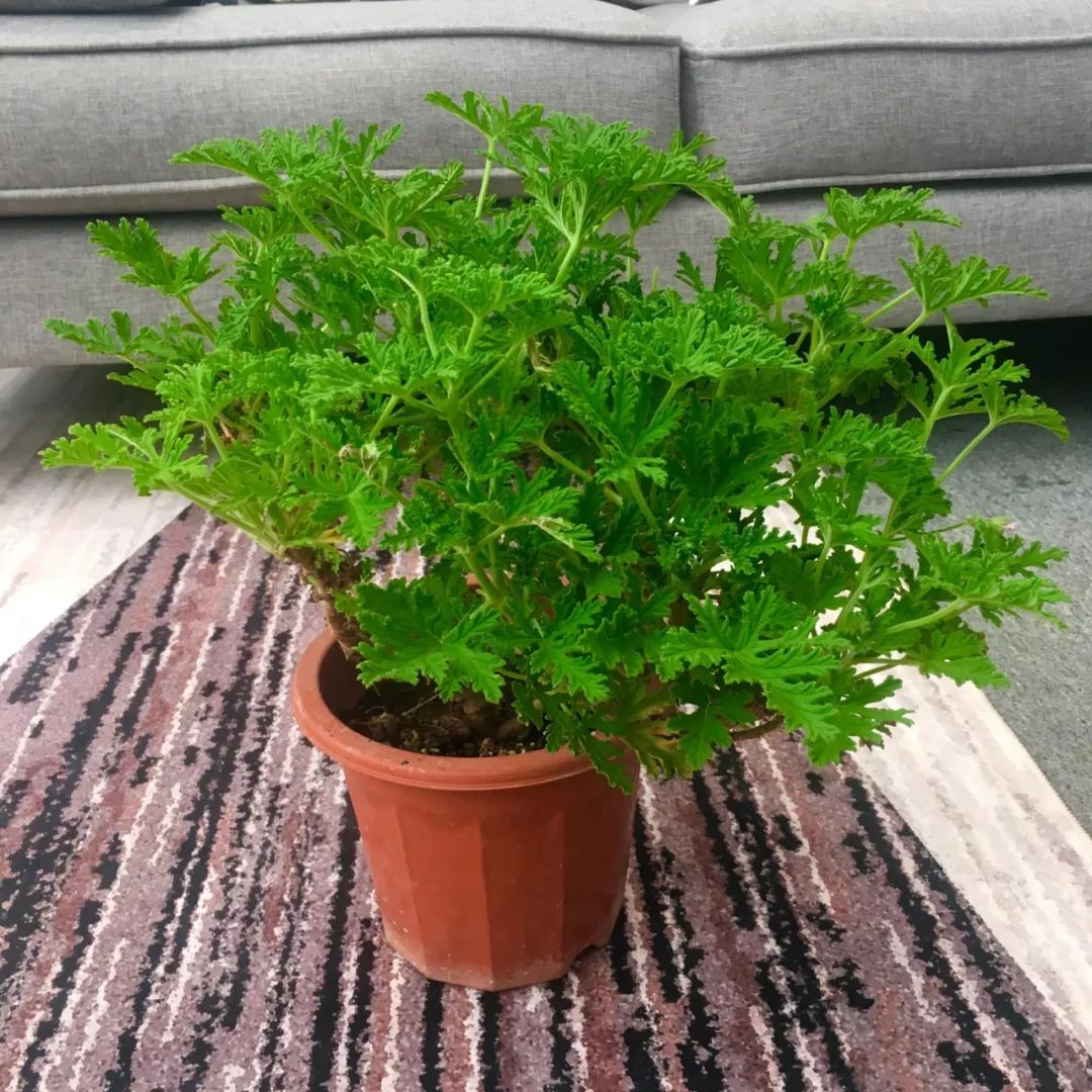 驱蚊草以下就比较可爱的,常见的几种和大家做一些分享:当然,其中也有