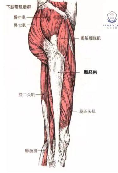 求实瑜伽丨认识假性髋拥有逆天大长腿