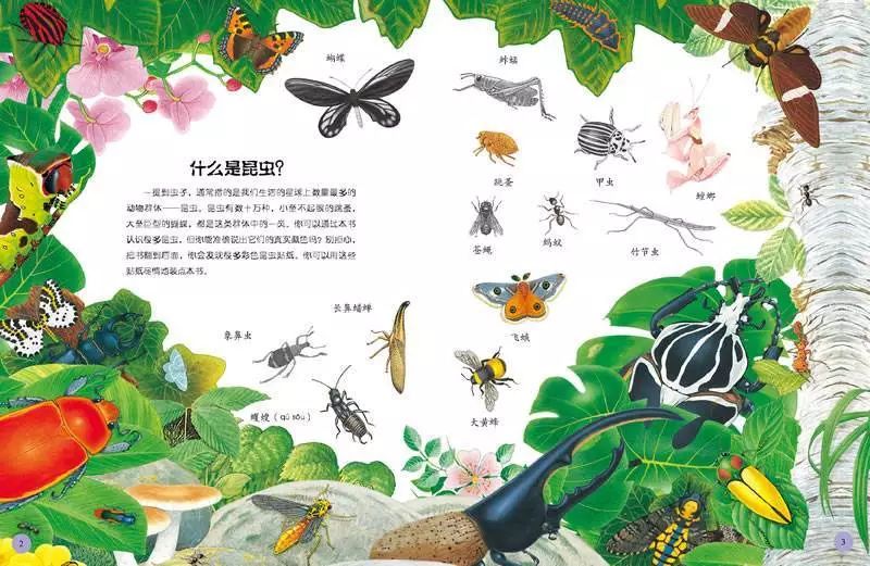 生物探索类主题活动四:大千世界之昆虫报名