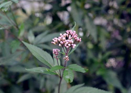 端午节别名沐兰节其中的兰又名醒头草好奇长啥样么