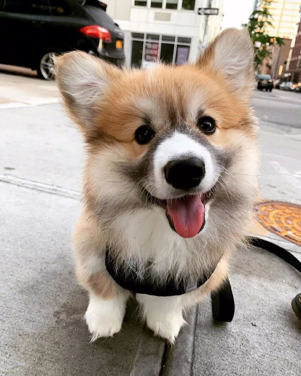 第一次见留着络腮胡的小柯基也是很萌了