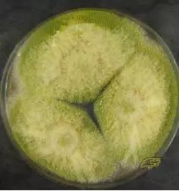 典型的寄生曲霉如图:黄曲霉:在察氏培养基上菌落生长很快,直径可达3-4