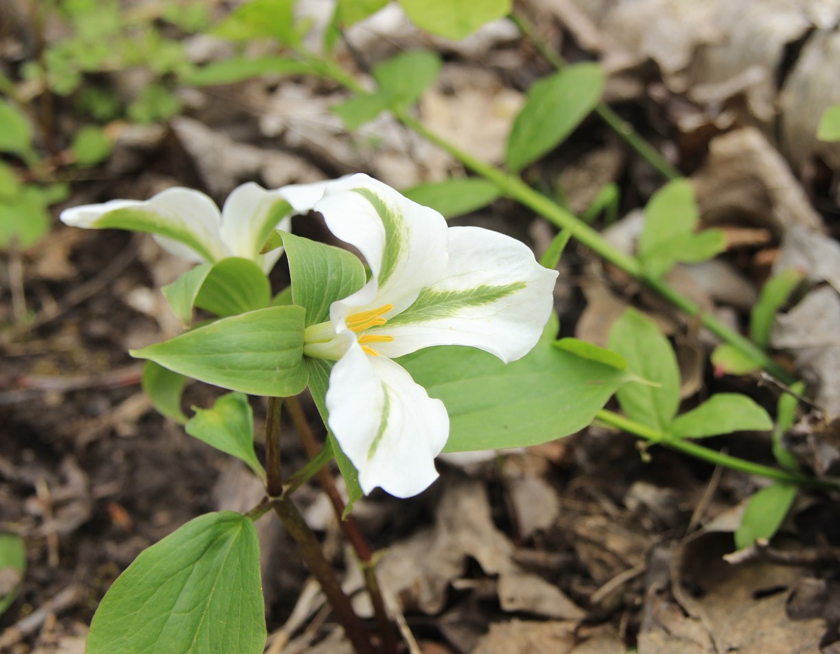 种在树荫下不用怎么打理就好开花的延龄草,适合养在冷凉的北方