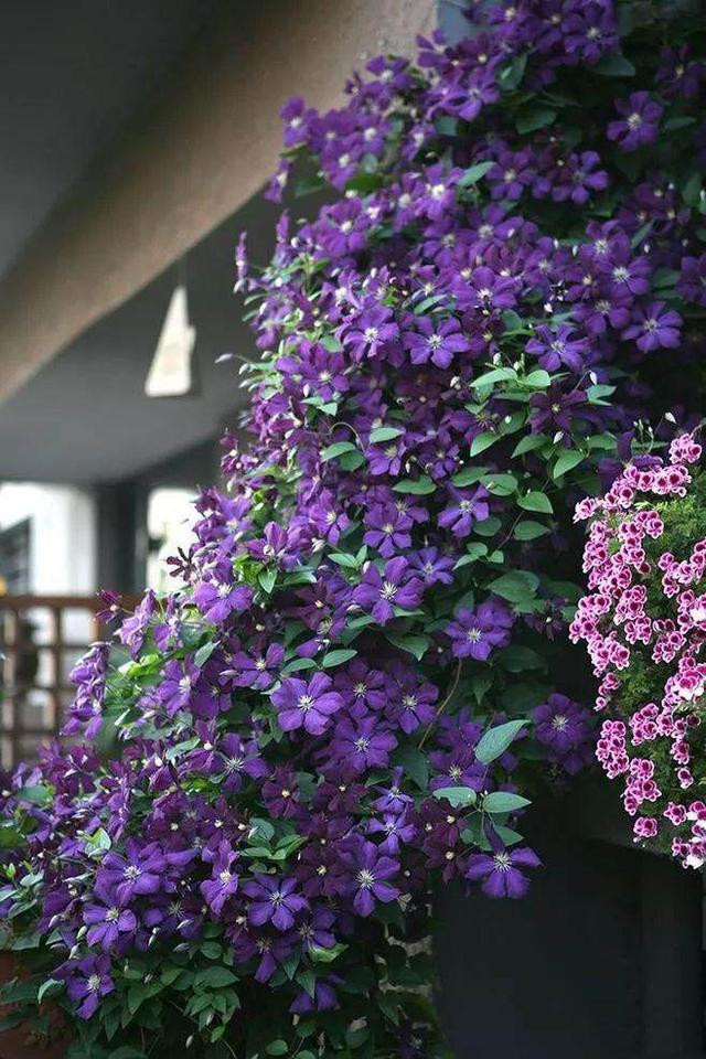 铁线莲夏季做好这3点,趁现在抓紧做还能够在开成花墙!