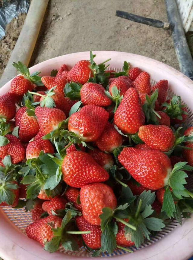 爱莎草莓高效栽培关键技术