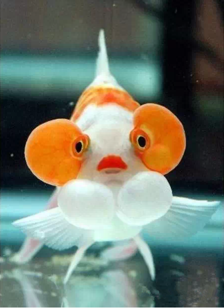 金鱼大观太全了