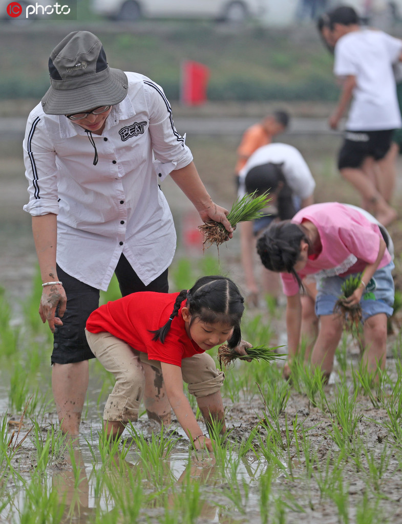杭州:中外游客来到田间插秧摸鱼 体验农耕乐趣_农事