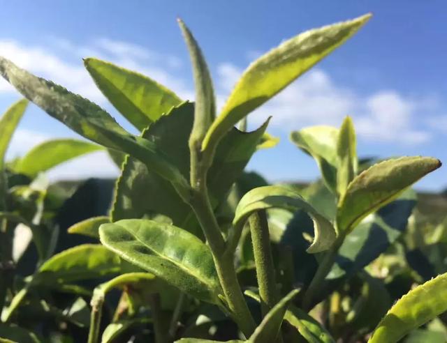 春寿眉与秋寿眉的不同以及区别方法