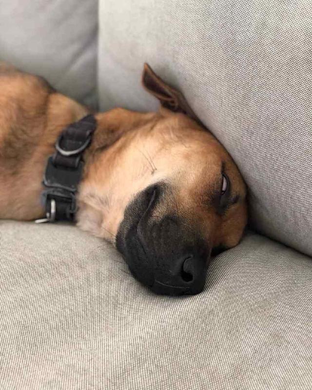 这年头主人手机里 谁没几张狗狗的黑历史照片 跟人聊天都没面子 汪星人