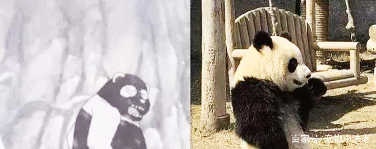 如果将大熊猫的黑白颜色互换你还会觉得可爱网友真心受不了