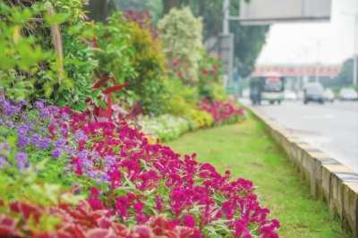 三條道路花境亮相 林路相依移步換景