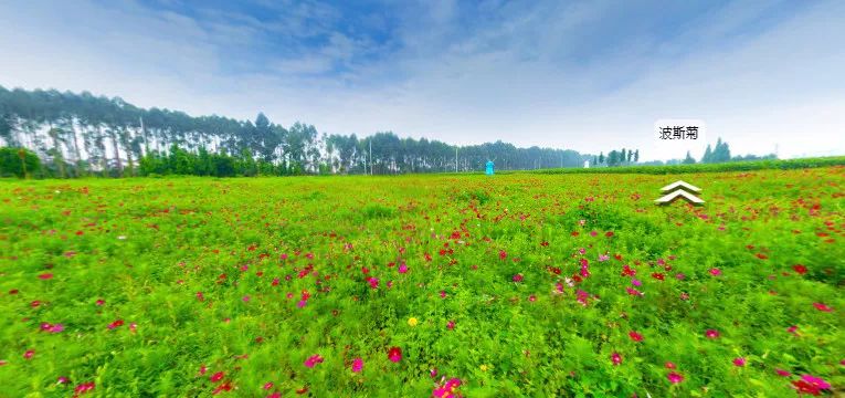 太美啦渔江村近1000亩葵花竞相盛放这片花海你真的不能错过