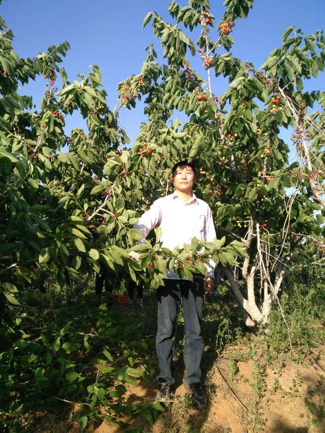 谢湖有机大樱桃02味占赣榆第一家