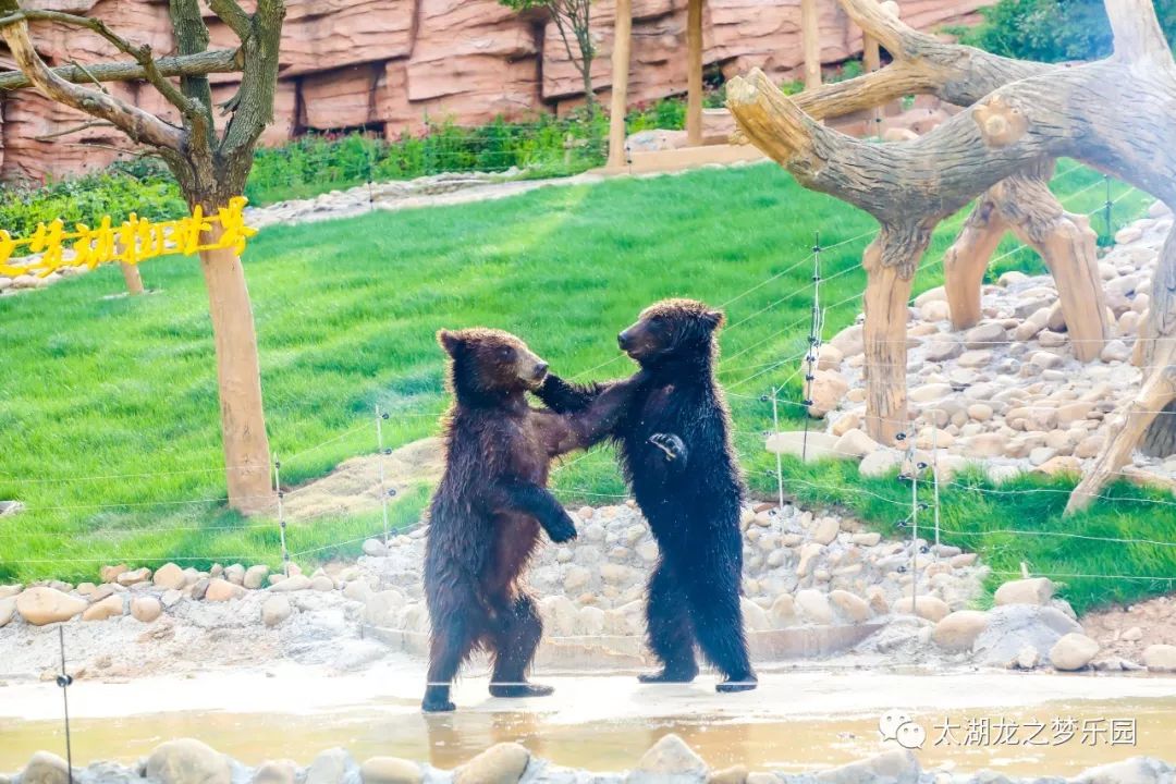 太湖龍之夢動物世界車行區端午半價特惠趕快來預訂吧