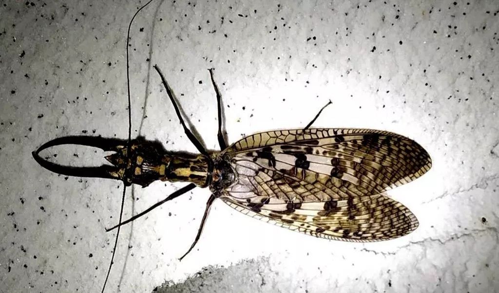 金寨双河公交车站附近发现的这只虫! 竟可以反映当地水质好坏!