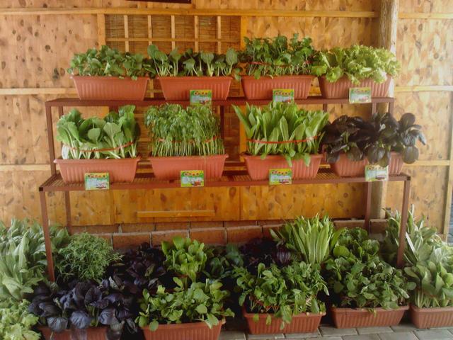 原创盆景种类千千万,试试"蔬菜盆景",样子别致更具美感