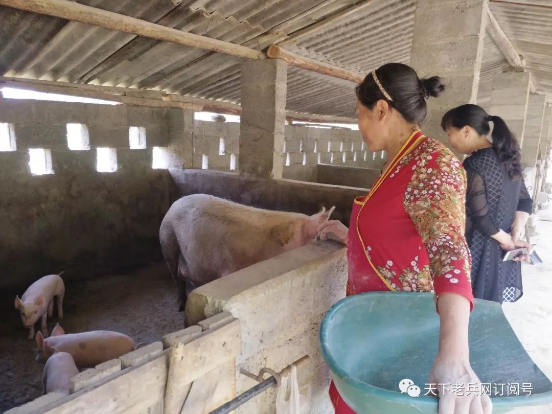 杜红英正在喂猪.