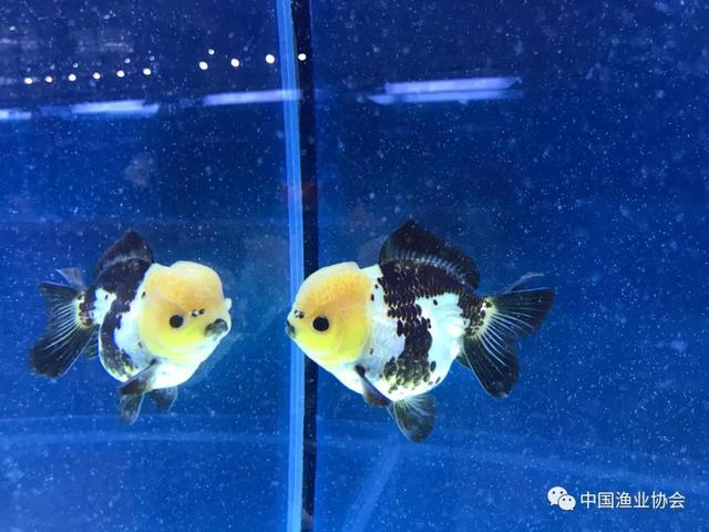 第二届中国福州世界金鱼大赛成功举办