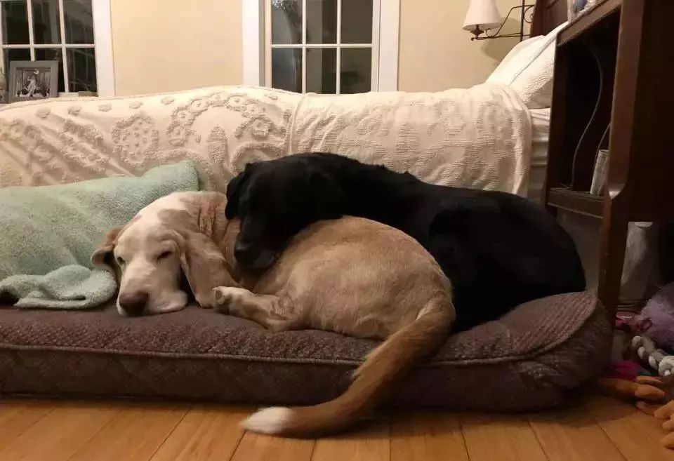 铲屎官晒两只狗的七年对比照时间能带走颜色却带不走爱