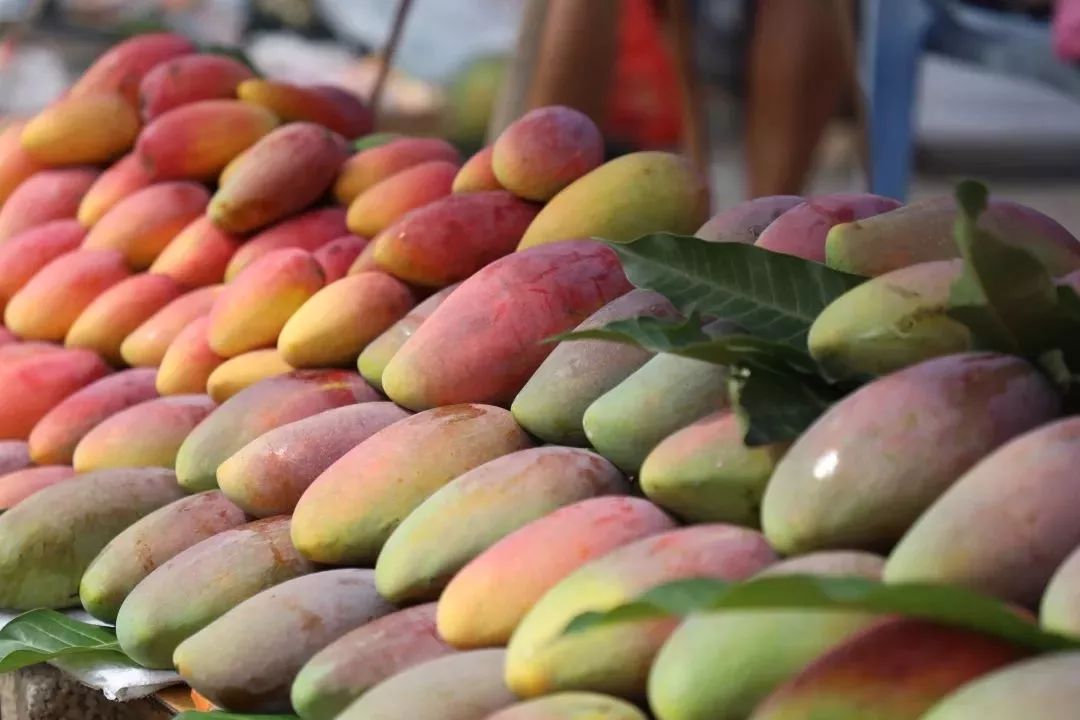 中国元江2019金芒果文化旅游节活动日程