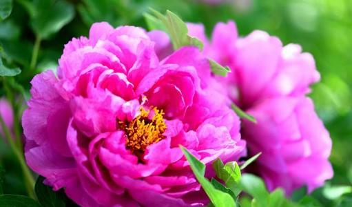 鲛绡金母剪,月魄玉人将.文/云客《五律 61 题图(茉莉)随笔》