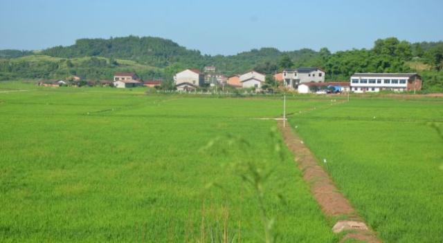 元坝镇天王村周礼镇龙兴村长河源镇灯虹村城北乡安堂村文化镇隆恩村鸳