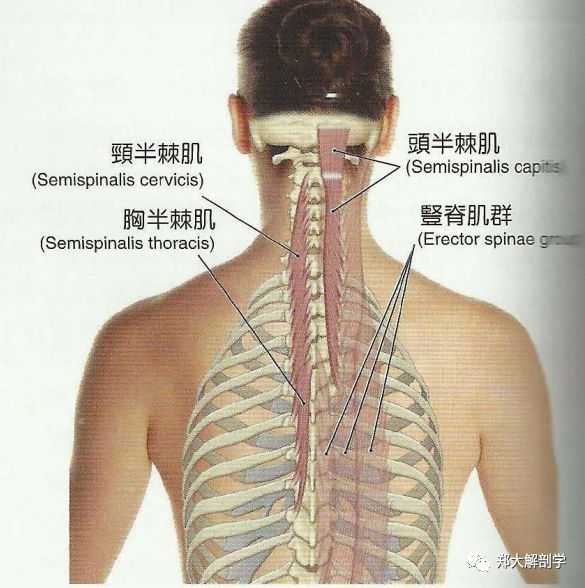 枕骨横筋图片