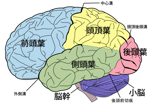 后顶叶皮层对于感知抉择的影响