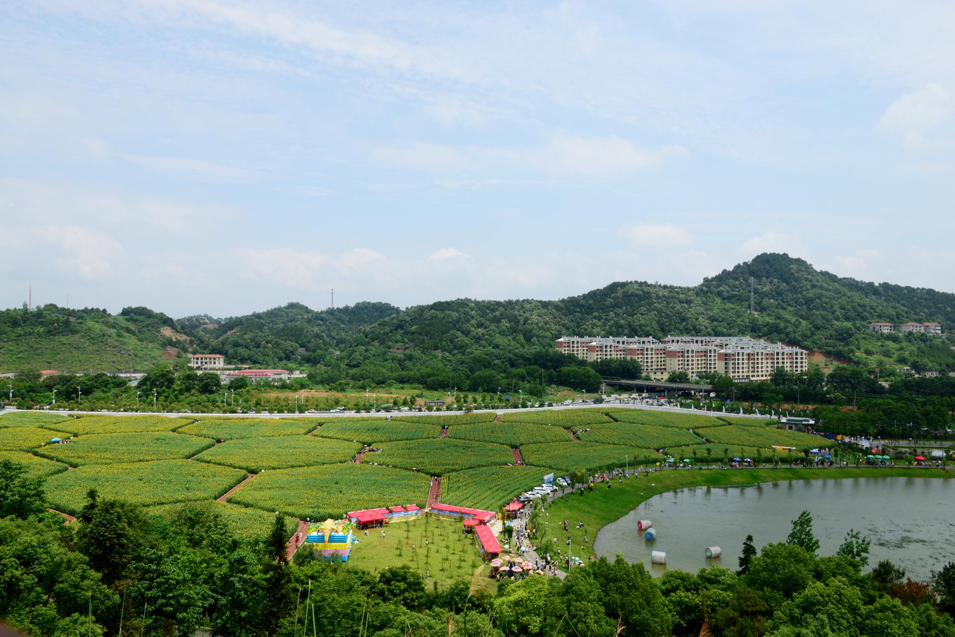 宜阳新区蜂窝农场向日葵花节正式开园啦带你爱的人来看花呀