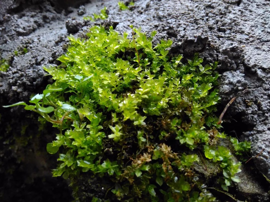 不是花不好看,而是苔痕太美了