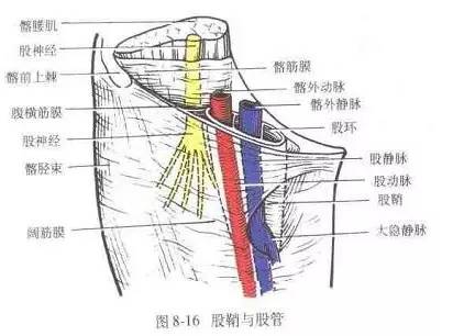 sheath),腹横筋膜(transversalis fascia)卵圆窝位于腹股沟韧带内侧端