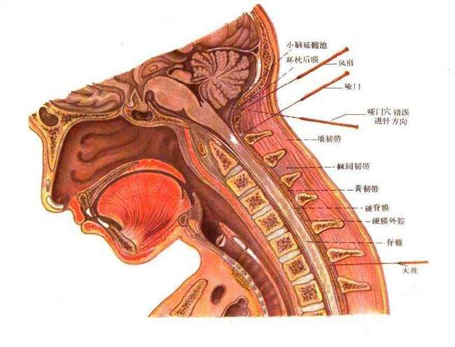 颈椎左右侧各构成一个管道,这2个管道中各有椎动脉通过,椎动脉从锁骨