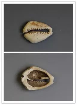 有人认为,中国在商代就已有了货币,从考古发掘资料可知,贝在社会生活