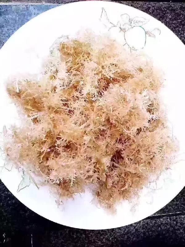 看起来像雪花其实它是东山岛海石花也叫石花草