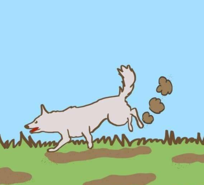 铲屎官不知道的8个狗狗便便古怪习惯,值得你了解