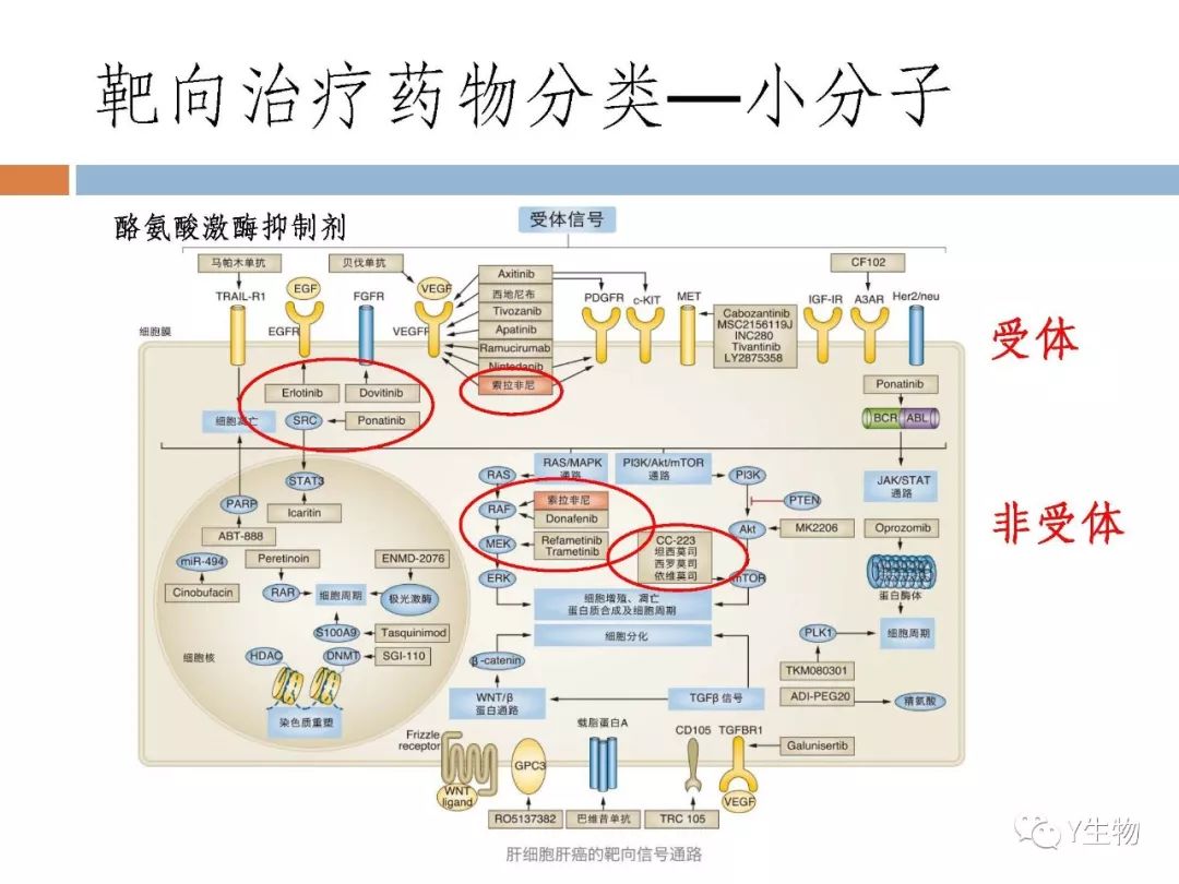 靶向治疗丨肿瘤靶向治疗药物概述