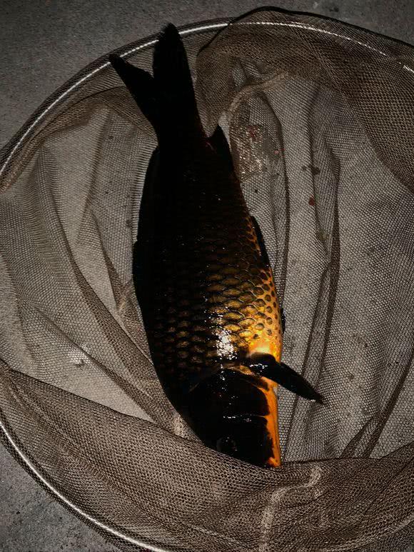 珠江现非洲鲤鱼浑身乌黑似墨又一种入侵物种