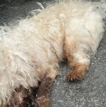 利用完就当垃圾扔掉四肢变形的白色泰迪被弃路边等死