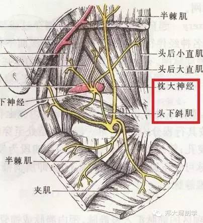 枕大神经解剖易卡压点触诊牵张治疗